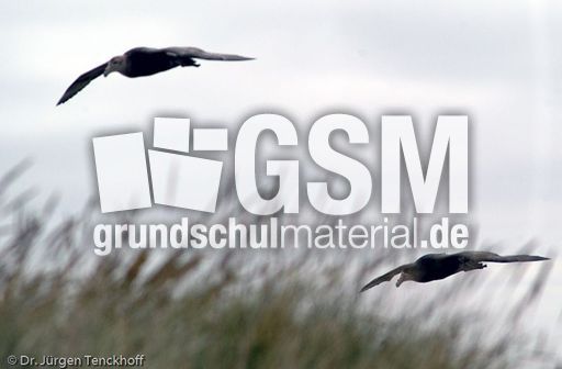 Riesensturmvogel (19 von 32).jpg